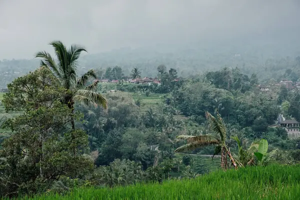 Bali 'de küçük bir köyü olan Jatiluwih' in pirinç teraslarının manzarası.