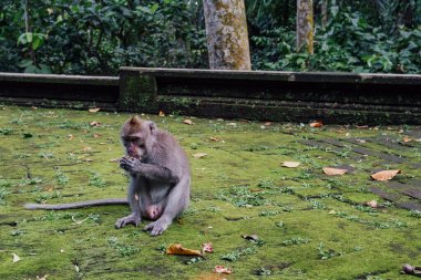 Bali 'de bir maymun parkında yer fıstığı yiyen bir maymun.