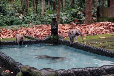 Bali 'deki ormanda banyo yapan maymunlar.