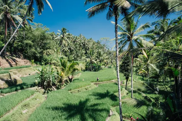 Bali 'nin Ubud bölgesinde Tegalalang pirinç terası manzarası