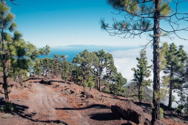 Kurak bir tepede, Kanarya Adaları 'ndaki Tenerife' nin nefes kesici manzaralı bir yolu.