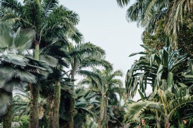 Singapur 'da bir parkta sarmalanmış yeşil bitki örtüsü.
