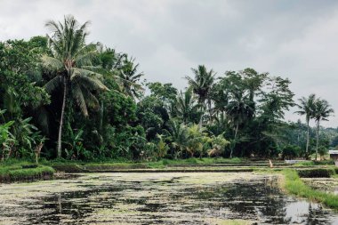 Bali 'deki pirinç tarlası çevresindeki yemyeşil bitki örtüsü