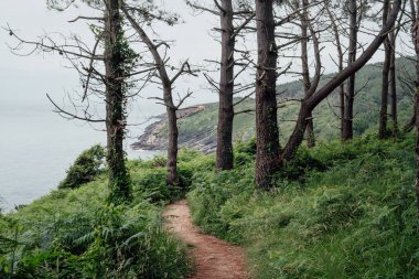 Bask bölgesindeki kıyı şeridini takip ediyor ve İspanya 'daki ağaçların arasından gözetliyor.