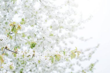 Çiçek açan ağaçlar kapanıyor. Ağaçlarda beyaz bahar çiçekleri.
