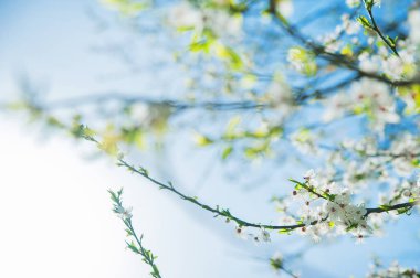Çiçek açan bahar ağaçları kapanıyor. Bahar zamanı tebrik kartı ve kopyalama alanı.