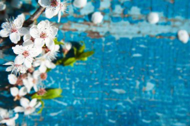 Mavi rustik ahşap masada açan bahar ağaçları. Bahar zamanı tebrik kartı ve kopyalama alanı.