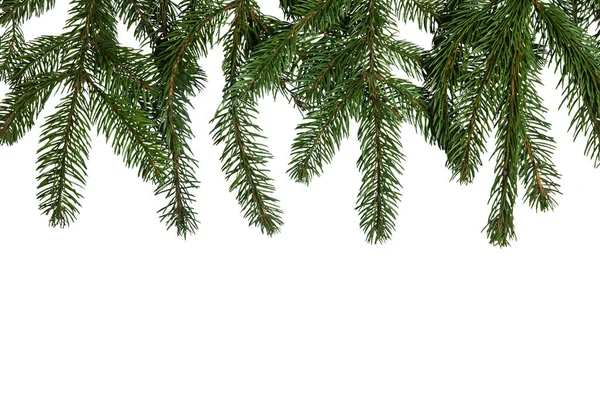 Christmas Fir Tree Branch Texture Background Isolated White Background — Stockfoto