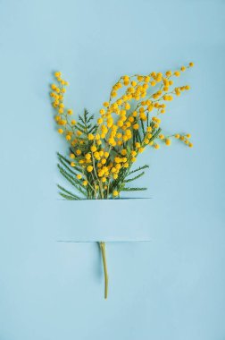 Mavi arkaplan üzerine Mimosa dalı kapat ve boşluğu kopyala.