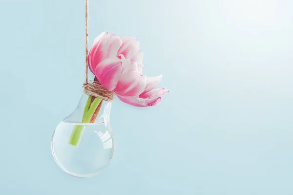 透明的灯泡如花瓶 盛放鲜花 环保住宅 可再生能源 可持续能源 国际妇女日快乐贺卡 — 图库照片