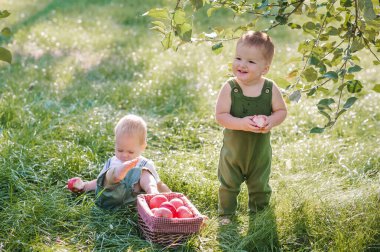 İki çocuk bebek ve sonbahar elma hasadı. Çocuk çocuk ve olgun kırmızı elma sepeti bahçeye yakın plan ve boşluğu kopyala.