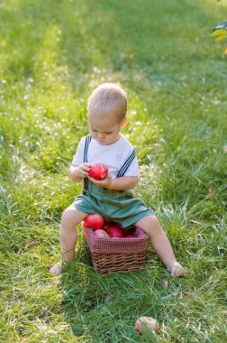 Güzel bebek ve sonbahar elma hasadı. Çocuk ve olgun kırmızı elma sepeti yakın plan çekimde ve boşluğu kopyalayın..