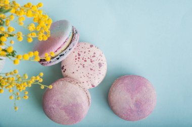 Pink macaroons and branches of mimosa on blue background close-up and empty space.
