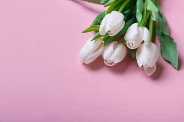 Pembe arka planda beyaz laleler ve kopyalama alanı. Boş alanlı çiçeklerle tebrik ederim..