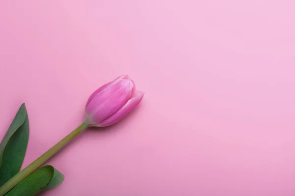 Pink and white tulips on pink background and copy space. Congratulations with flowers with empty space.