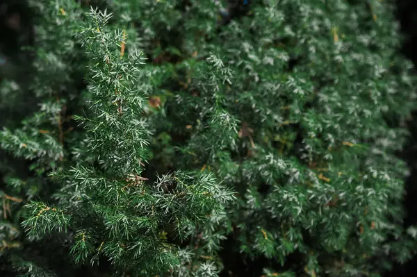 Texture Background Natural Green Juniper — Stock Photo, Image