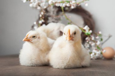 Mutlu Paskalya tebrik kartları. Tavuklar, yumurtalar, bahar çelenkleri açan ağaçlar.