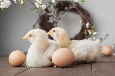 Mutlu Paskalya tebrik kartları. Tavuklar, yumurtalar, bahar çelenkleri açan ağaçlar.