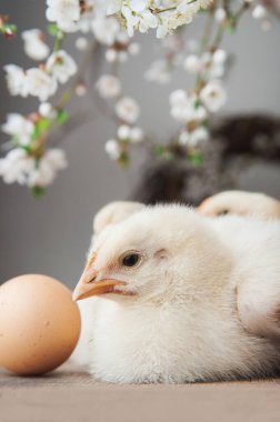 Mutlu Paskalya tebrik kartları. Tavuklar, yumurtalar, bahar çelenkleri açan ağaçlar.
