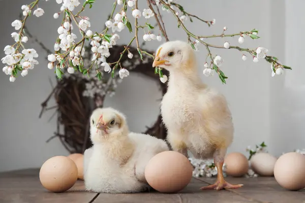 Happy Easter Greeting Card Chickens Eggs Spring Wreath Blossoming Trees — Stock Photo, Image