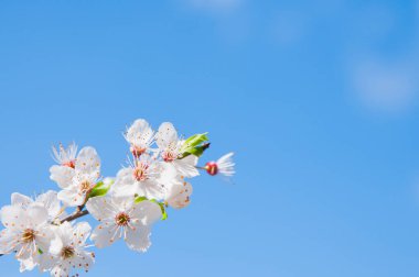 Açık Mavi Gökyüzüne Karşı Beyaz Çiçeklerle Şube