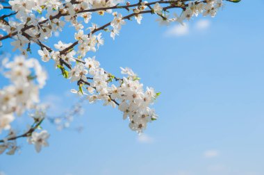 Açık Mavi Gökyüzüne Karşı Beyaz Çiçeklerle Şube