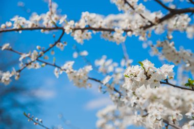 Açık Mavi Gökyüzüne Karşı Beyaz Çiçeklerle Şube