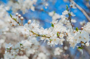 Açık Mavi Gökyüzüne Karşı Beyaz Çiçeklerle Şube
