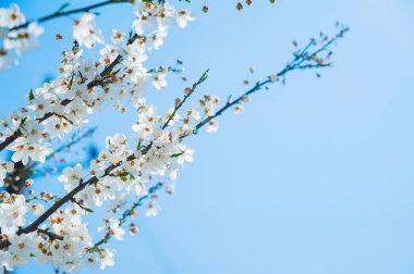 Açık Mavi Gökyüzüne Karşı Beyaz Çiçeklerle Şube