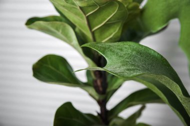 Yeşilli Yeşil Fiddle Yaprak İncir Bitkisinin Yakın Çekimi.