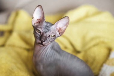 Sphynx Kedisi Bakışlarıyla Sarı Battaniyede Dinleniyor.