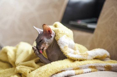 Kılsız Sphynx Kedi Yumuşak Sarı Battaniyede Tımarlanıyor.