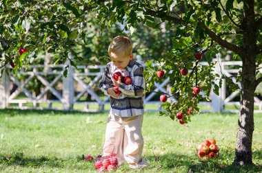 Güneşli Sonbahar Bahçesinde Elma Toplayan Küçük Çocuk.