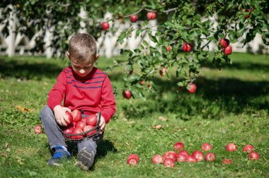 Gülümseyen Çocuk Sonbahar Bahçesinde Elma Tutuyor.