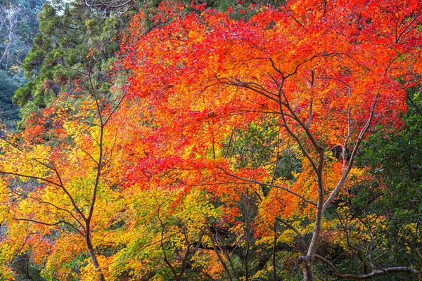 Röd Lönnlöv Hösten Vid Takachiho Gorge Miyazaki Japan — Stockfoto