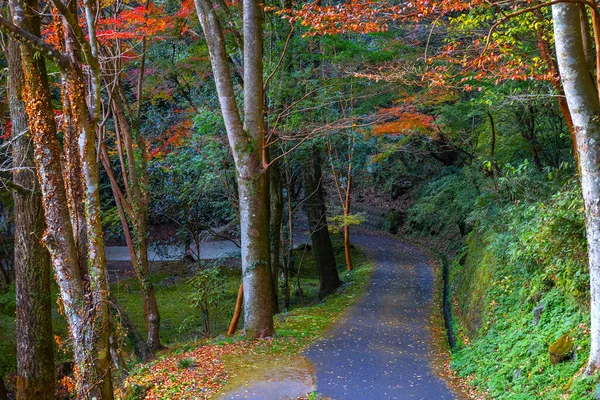 Uma Estrada Leva Desfiladeiro Takachiho Miyazaki Japão Outono Colorido — Fotografia de Stock