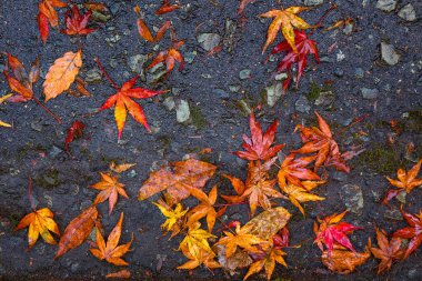 Düşen Islak Akçaağaç Japonya 'daki Kurokawa Onsen' de Yapraklar