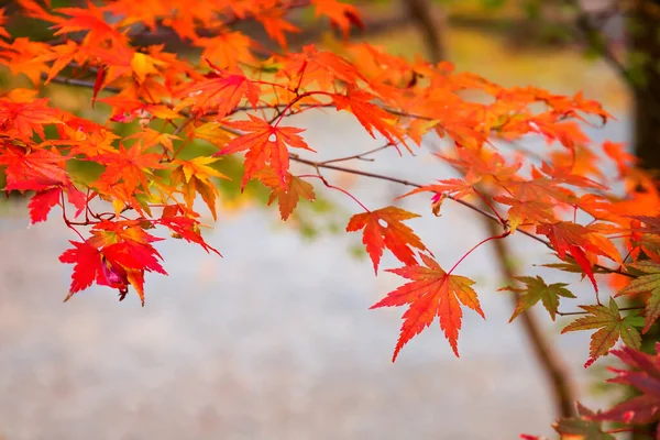 Červený Javor Odjíždí Podzim Kurokawa Onsen Jednoho Nejatraktivnějších Japonských Měst — Stock fotografie