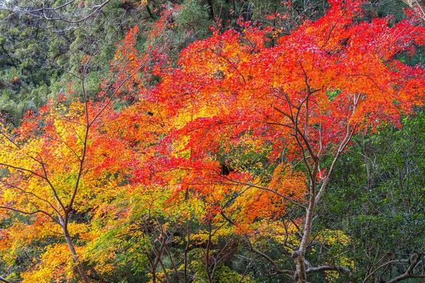 Röd Lönnlöv Hösten Vid Takachiho Gorge Miyazaki Japan — Stockfoto