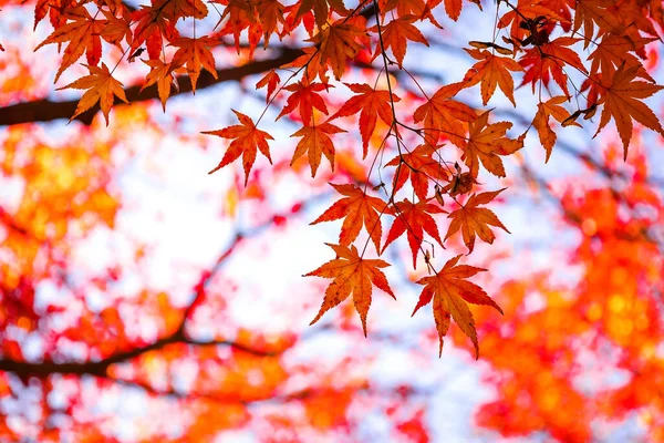 Beautiful Vivid Maple Leaves Turn Red Autumn Season Japan — Stock Photo, Image