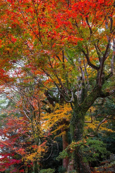 Santuario Dazaifu Tenmangu Dedicado Espíritu Sugawara Michizane Erudito Político Del —  Fotos de Stock