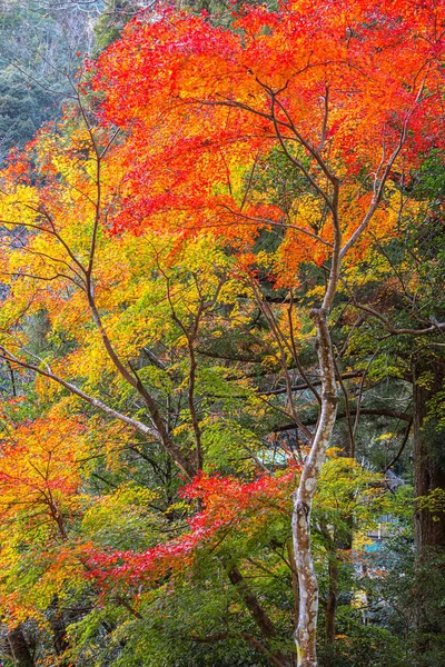 Czerwony Klon Liście Jesienią Takachiho Wąwóz Miyazaki Japonia — Zdjęcie stockowe