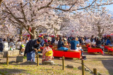 Kyoto, Japonya - 28 Mart 2023: Tanımlanamayan insanlar Maruyama Park 'ta güzel bir çiçek açan Kiraz Çiçeği' nde vakit geçirirler - Sakura