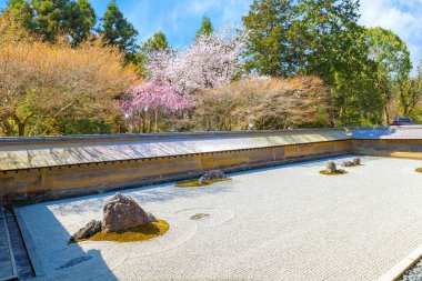 Ryoanji Tapınağı, Japonya 'nın en ünlü kaya bahçesi ve bahar zamanı kiraz çiçeklerinin açtığı yerdir.