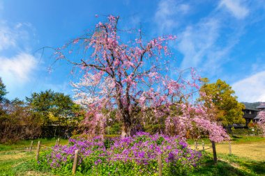 Japonya 'nın Kyoto kentindeki Awataguchi Aokusu no Niwa Park' ta Ağlayan Güzel Sakura.