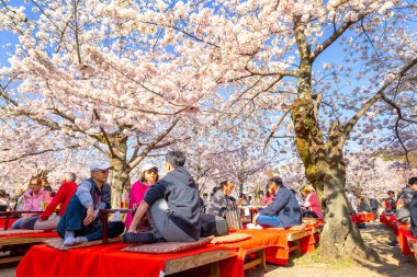 Kyoto, Japonya - 28 Mart 2023: Tanımlanamayan insanlar Maruyama Park 'ta güzel bir çiçek açan Kiraz Çiçeği' nde vakit geçirirler - Sakura