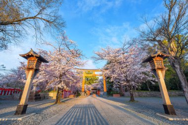Hirano-jinja, İmparator Kazan döneminde 985 yılından bu yana her yıl bir kiraz çiçeği festivaline ev sahipliği yapmaktadır ve festival Kyoto 'da düzenli olarak düzenlenen en eski festival olmuştur.