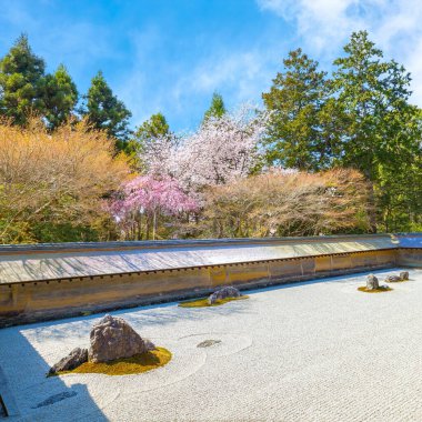 Ryoanji Tapınağı, Japonya 'nın en ünlü kaya bahçesi ve bahar zamanı kiraz çiçeklerinin açtığı yerdir.