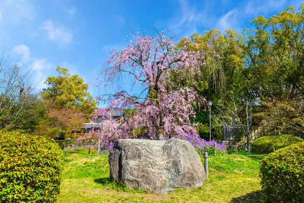 Красивая Плачущая Сакура Парке Аватагути Аокусу Нива Киото Япония — стоковое фото