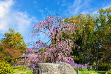 Japonya 'nın Kyoto kentindeki Awataguchi Aokusu no Niwa Park' ta Ağlayan Güzel Sakura.